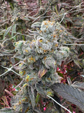 GMP Flower - Alaska Baked