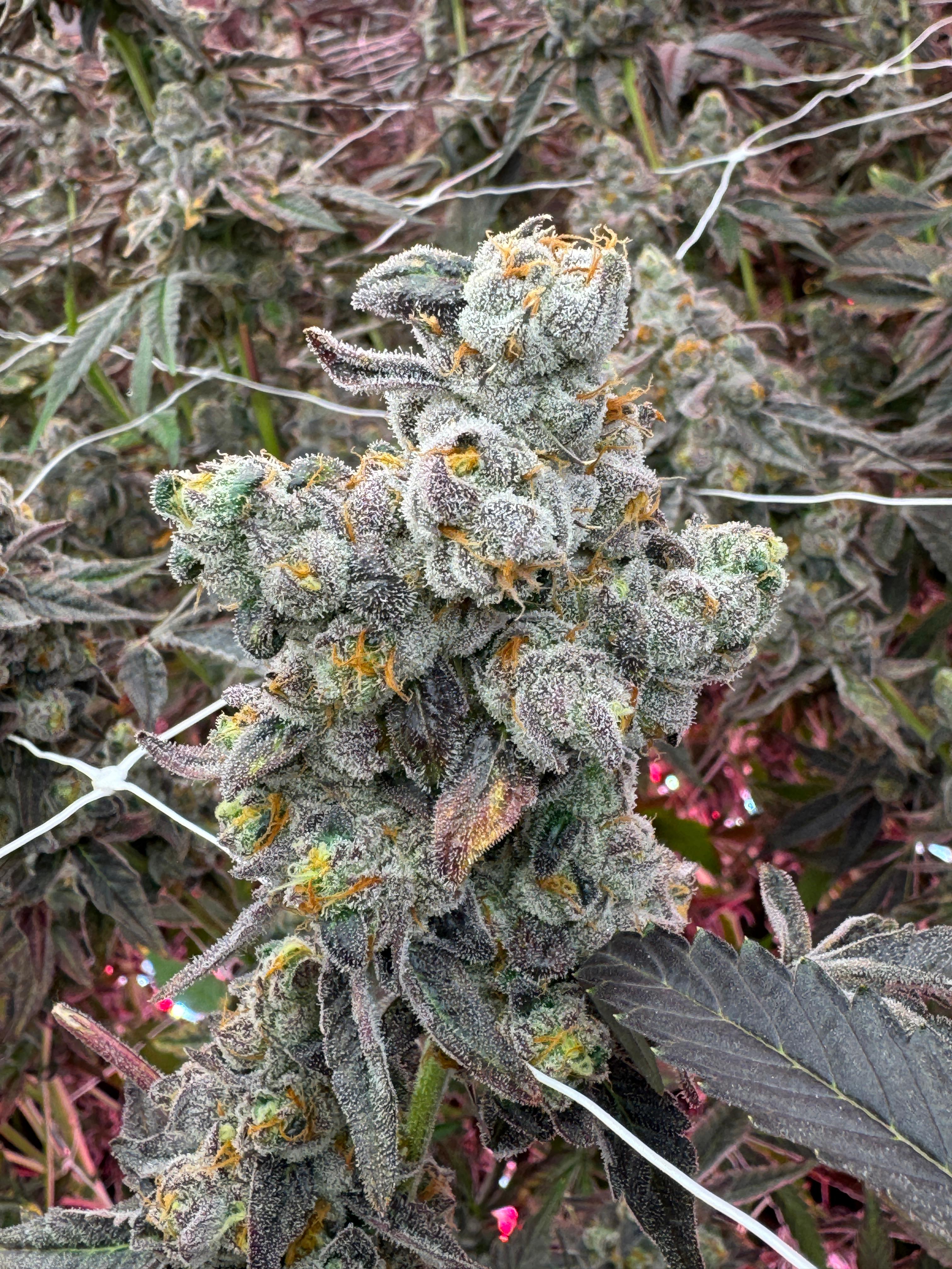 GMP Flower - Alaska Baked