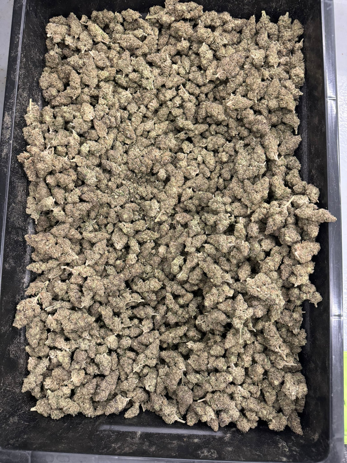 GACP Flower - OMG