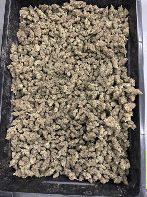 GACP Flower - OMG