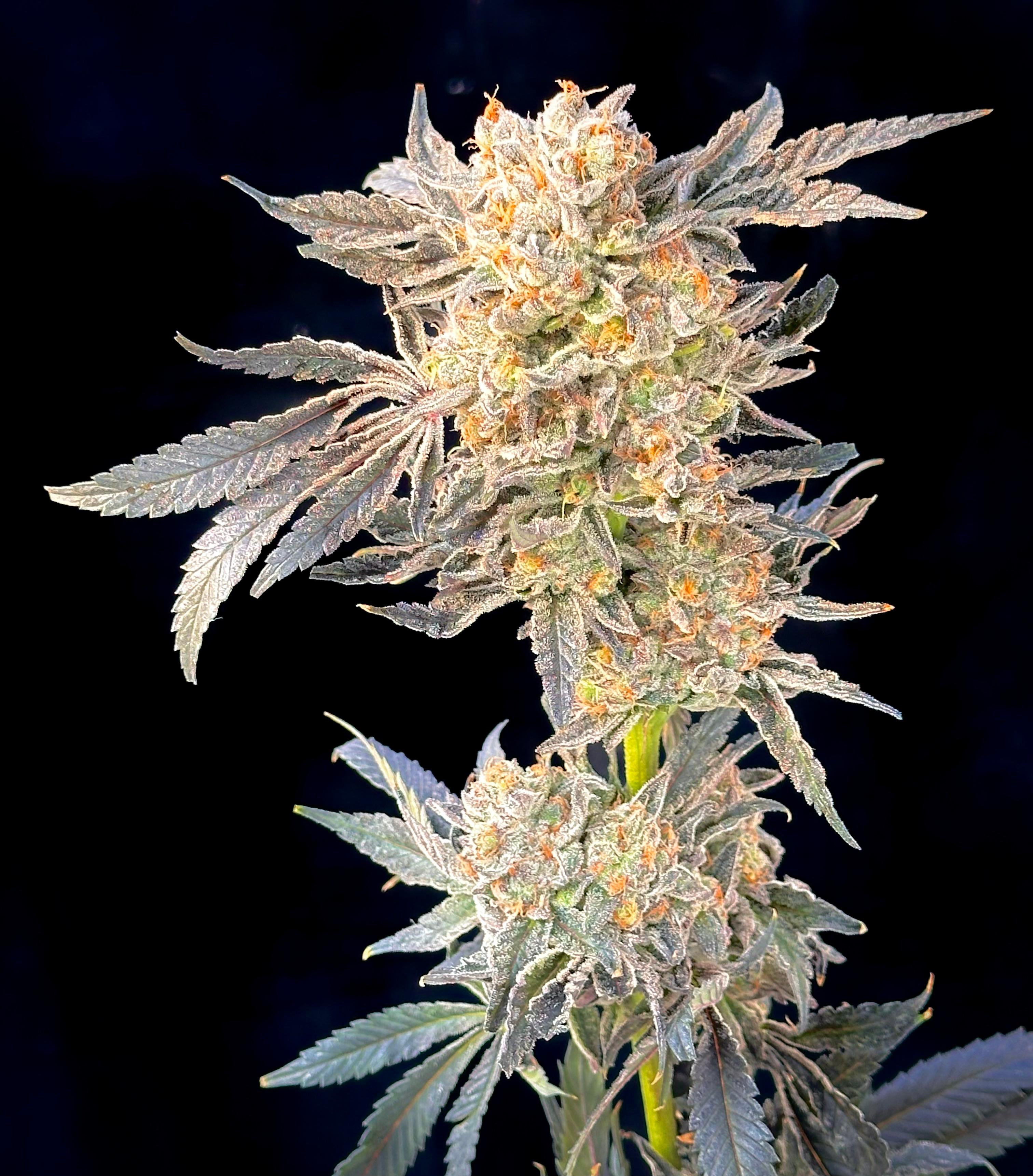 GMP/GACP Jack Herrer